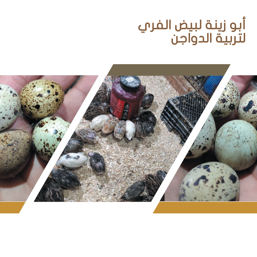 أبو زينة للبيض الفري