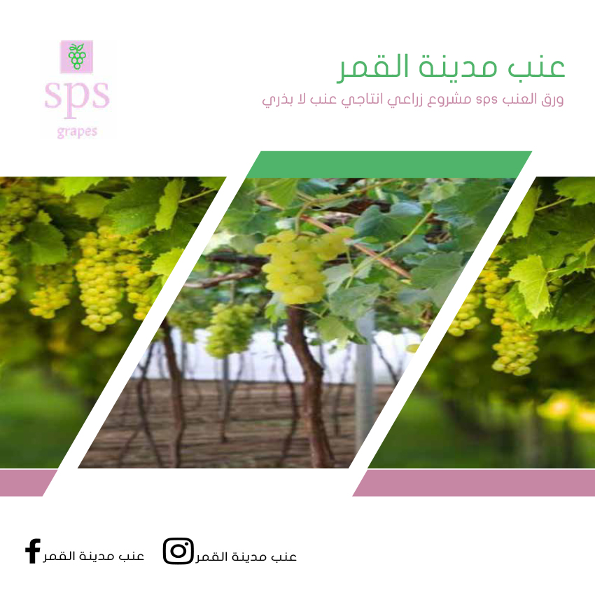 عنب مدينة القمر