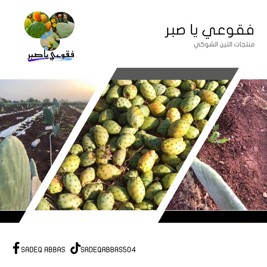 فقوعي يا صبر
